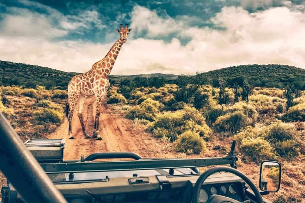 A giraffe stands on a dirt road in a grassy landscape, viewed from inside a vehicle in one of the top adventure travel destinations.