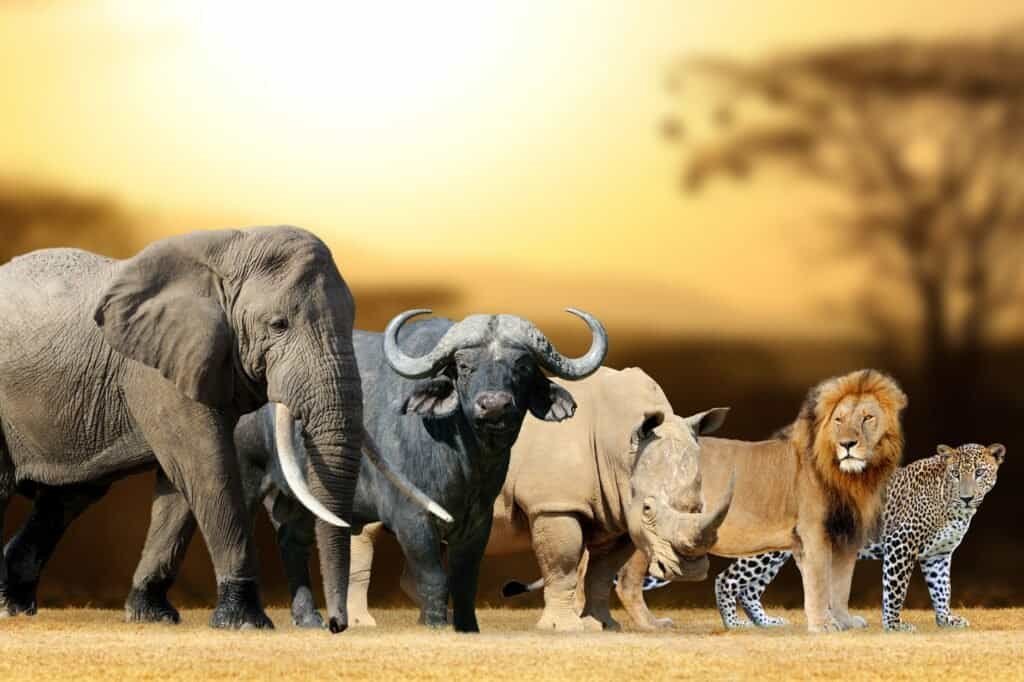 An elephant, buffalo, rhinoceros, lion, and leopard stand in unity on a grassy plain at sunset, capturing the essence of luxury adventure travel.