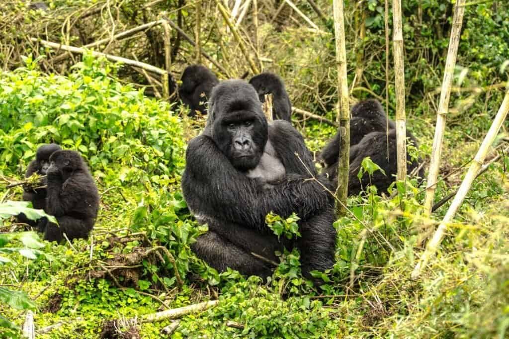 A group of gorillas sits among lush green vegetation, epitomizing a luxury adventure travel experience. The foreground features a large gorilla looking ahead.