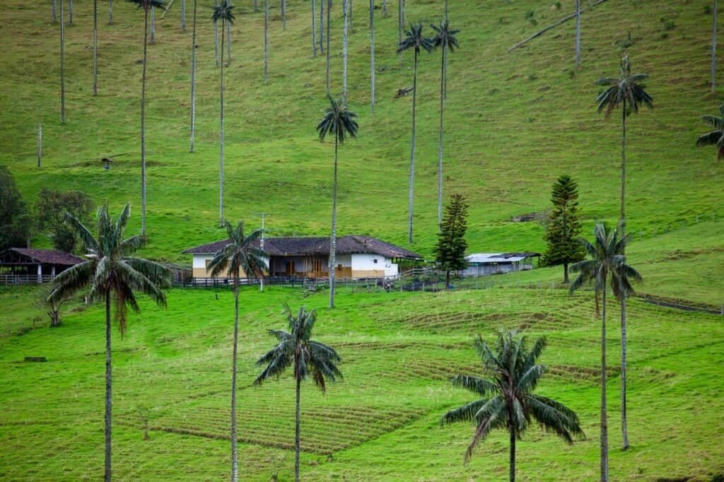 Nestled on a lush green hillside, this idyllic house is enveloped by tall palm trees, offering a perfect escape for any destination guide.