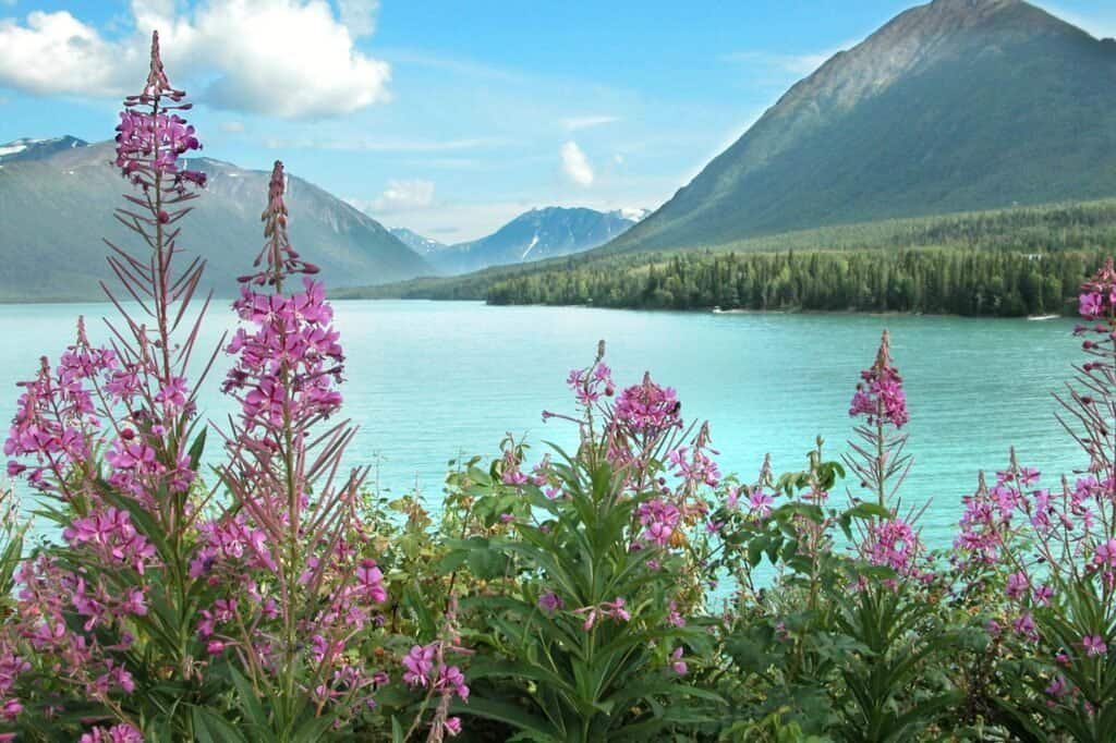 Vibrant pink wildflowers in the foreground with a turquoise lake and mountains under a partly cloudy sky in the background.