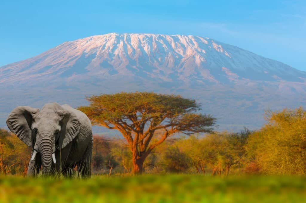 Amidst the vibrant backdrop of Mount Kilimanjaro, an elephant grazes peacefully on the grassy plain, with a towering acacia tree offering shade—a perfect scene for summer adventure ideas.