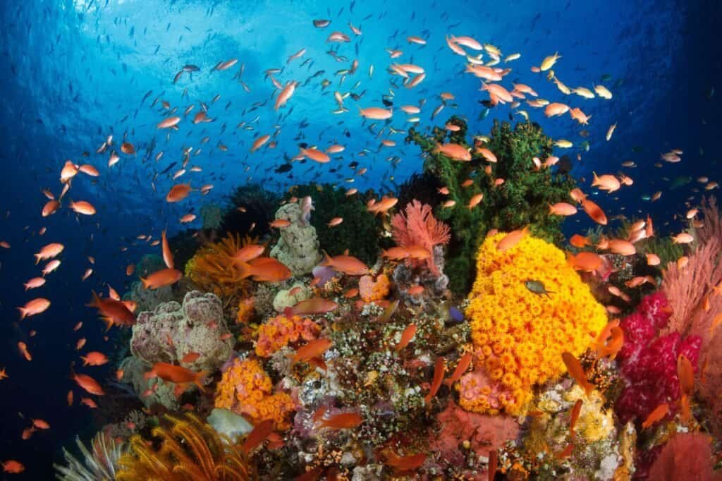 Dive into a spring adventure on a vibrant underwater coral reef, teeming with colorful fish and diverse marine life, all beneath the clear blue water.