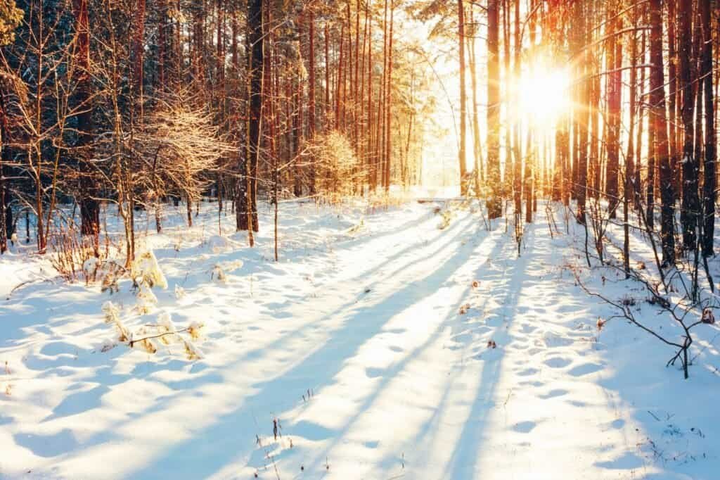 Sunlight filters through a snowy forest, casting long shadows of trees on the ground.